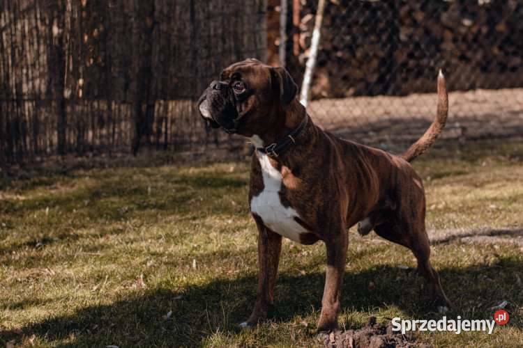 Bokser REP Opole sprzedam