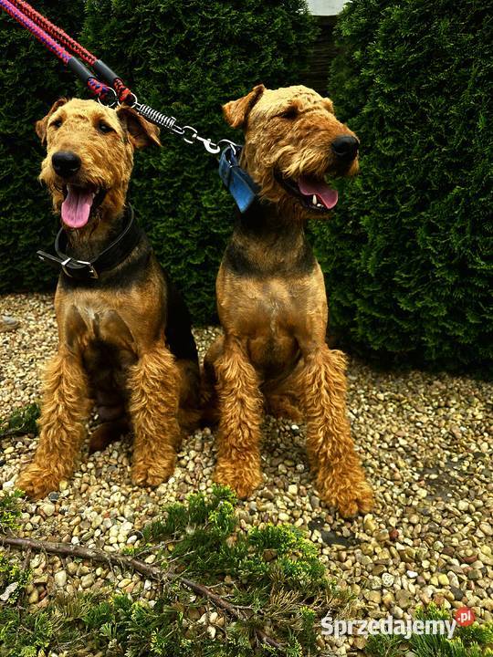 Szczeniaki Airedale terrier Psy Byczyna