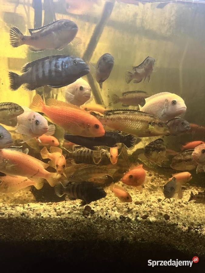 Pyszczaki dorosłe mix 15pln