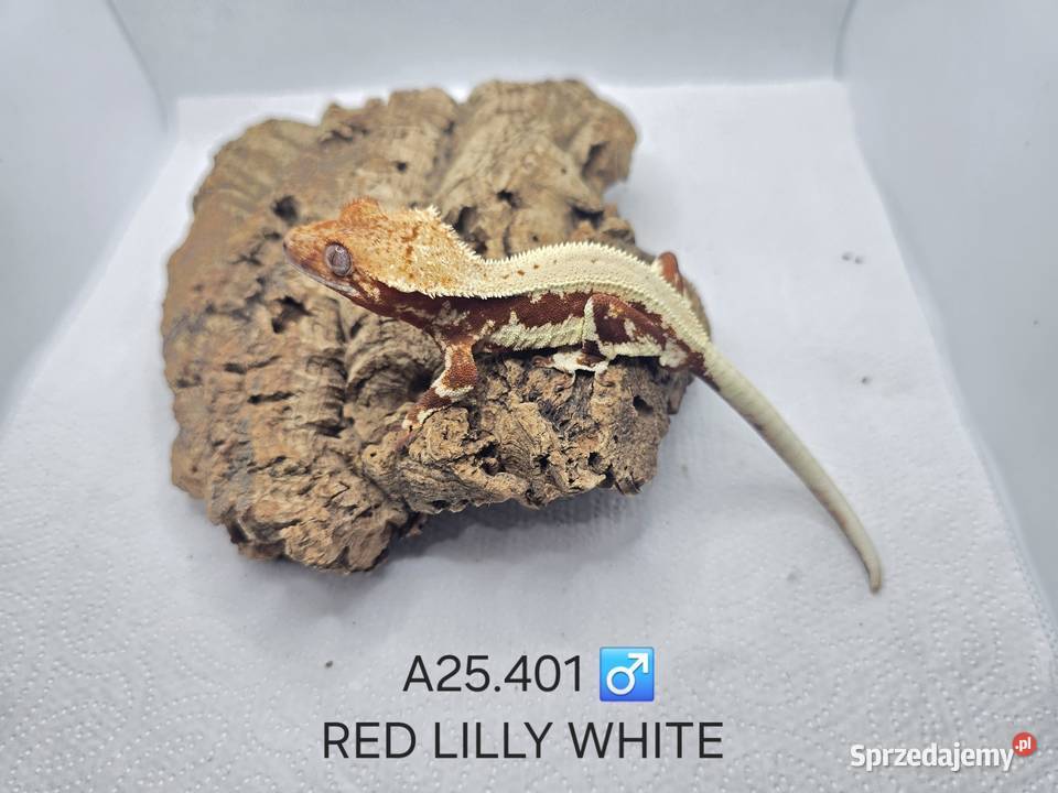 Gekony orzęsione Zawiercie