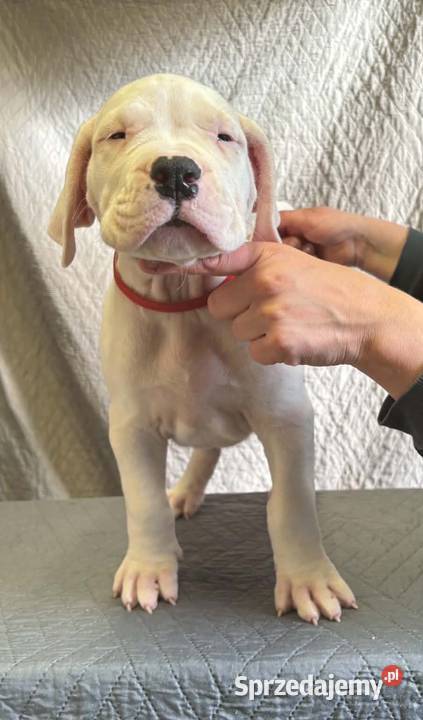 Szczeniak Dog Argentyński ZKwP FCI krycie Pozostałe Gończyce sprzedam
