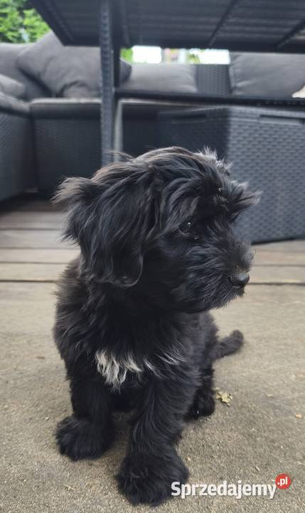 Yorkshire terrier Zwierzęta Psary Małe