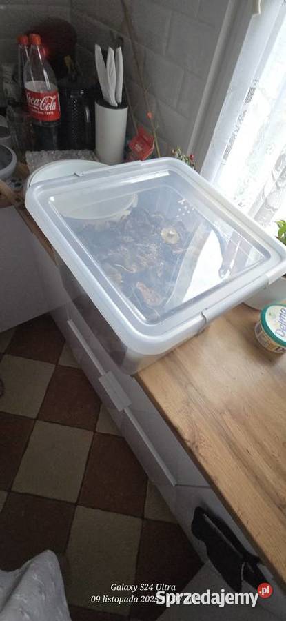 Sprzedam Grzybki suszone łódzkie Pabianice sprzedam