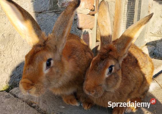 Sprzedam samice BURGMUNCKIE Gryzonie Jeziorsko