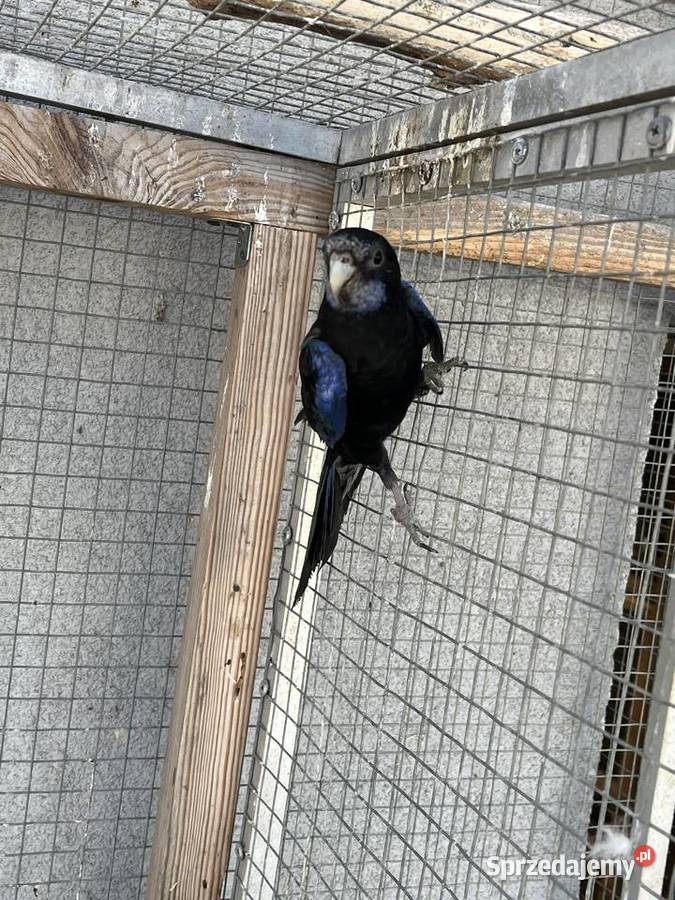 Rozelle białolice Sośnicowice