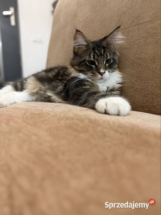 Maine coon kocięta pomorskie Starogard Gdański