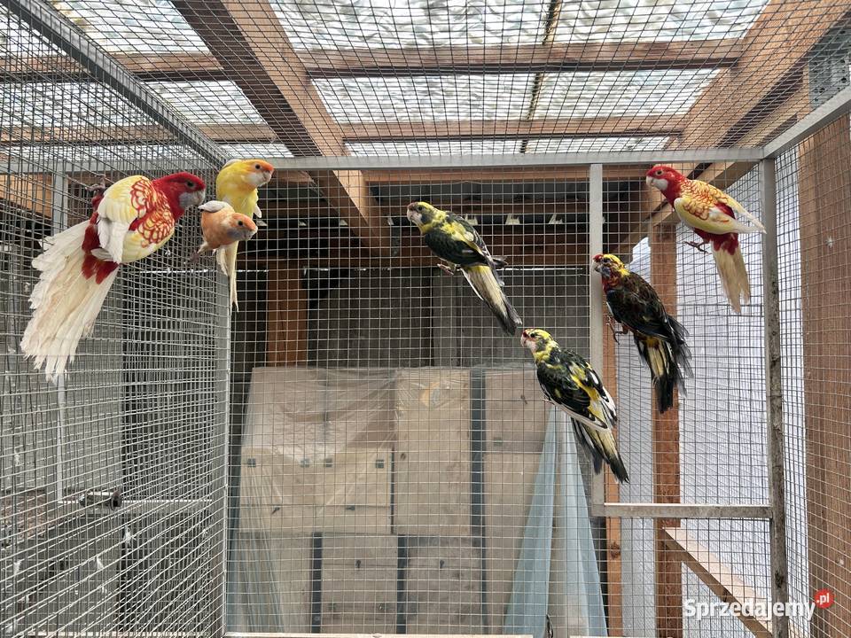 Rozelle królewskie samce