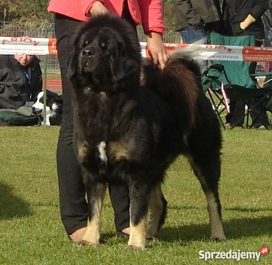 Mastif Tybetański szczeniaki Helenów