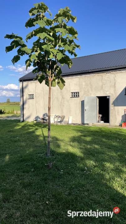 Sprzedam gospodarstwo rolne doskonała inwestycja asfalt Domy Sarniak sprzedam
