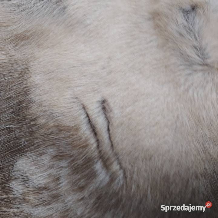 Renifer Skandynawski Naturalna Dekoracyjna Skóra Szaflary sprzedam