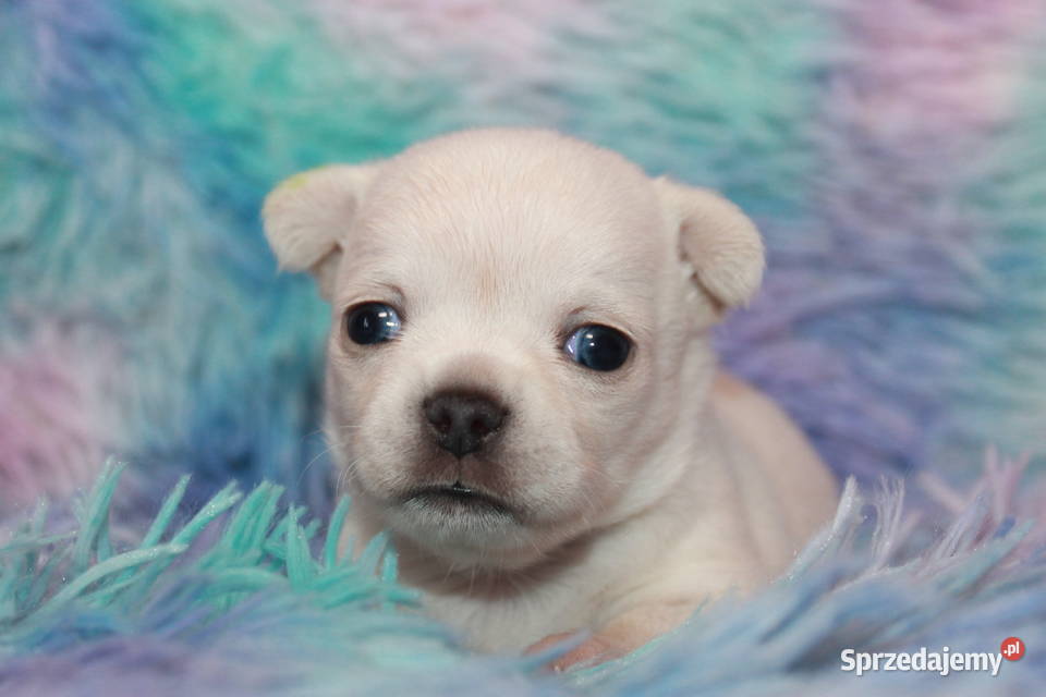 Chihuahua długowłosy chłopiec ZKwP FCI Prawdziwy Świnoujście