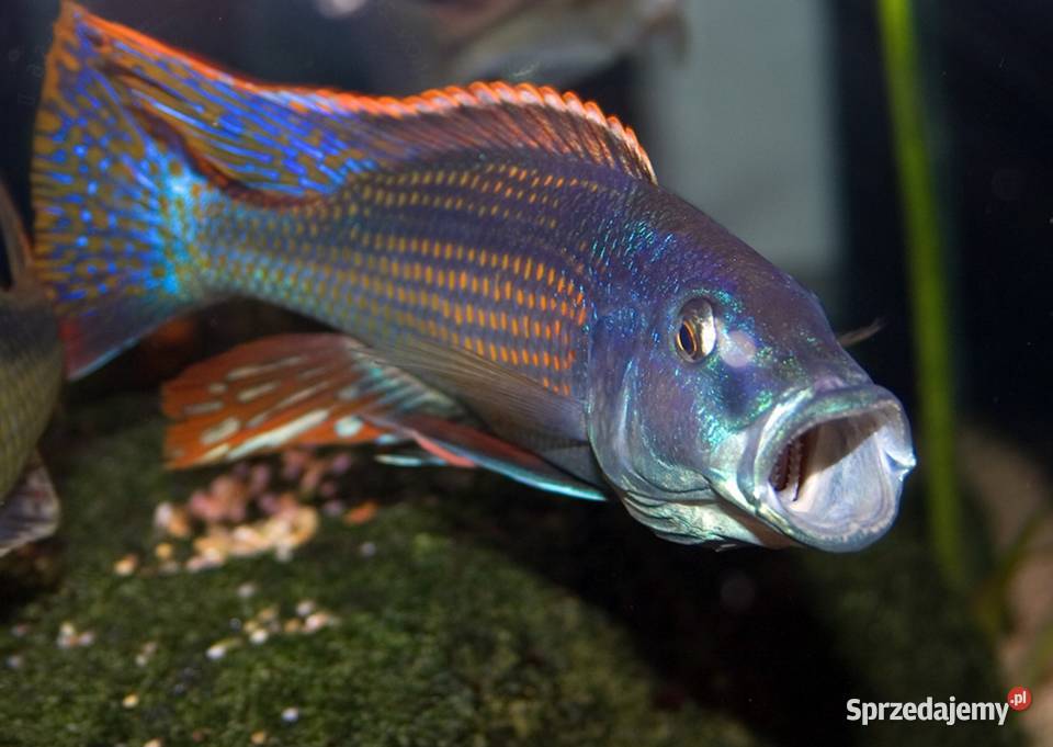 Champsochromis spilorhynchus WYSYŁKA NA TEREN Gdańsk sprzedam