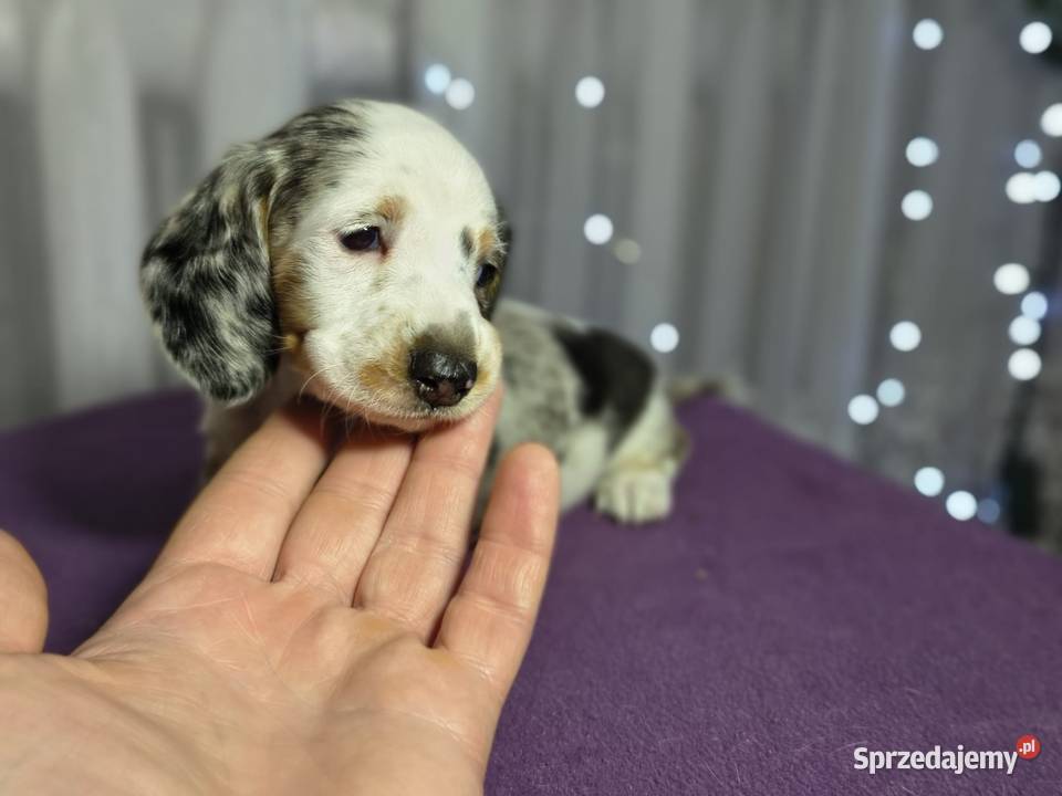 Jamnik suczka Żychlin