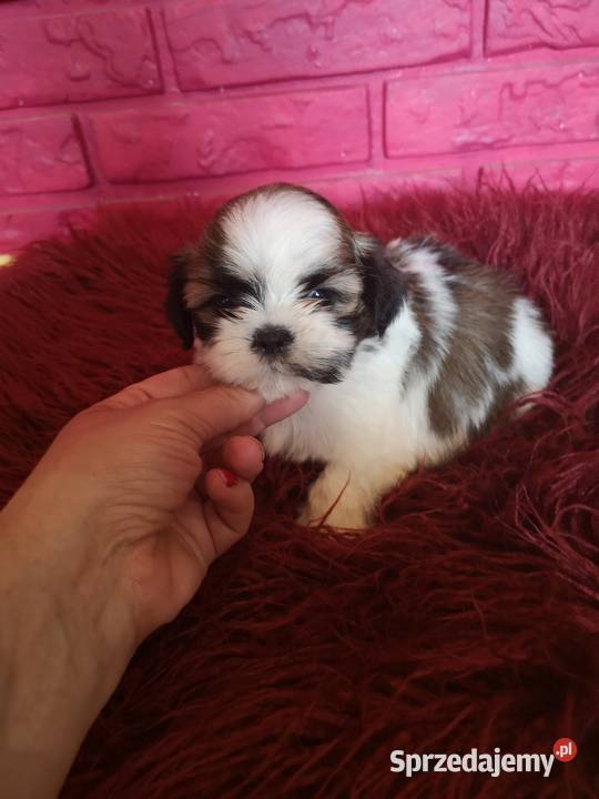 Szczeniaczki Rasy SHIH TZU SUCZKI I PIESKI zachodniopomorskie Szczecinek