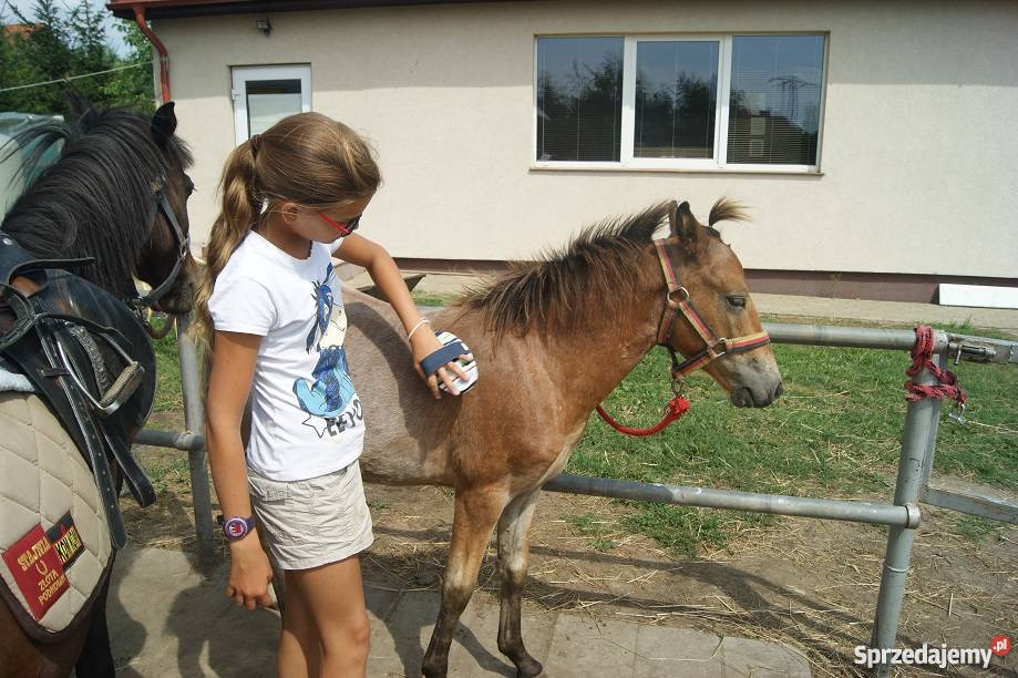KUC Walijski KOŃ odsadek śliczny tarant