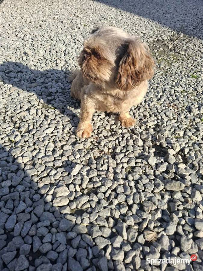 Shih tzu piesek dorosły czekoladowy wykastrowany
