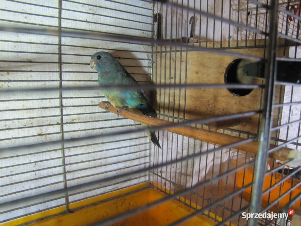 Łąkówki wspaniałe Ptaki Toruń