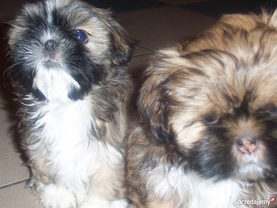 Szczenięta shih tzu Wieluń