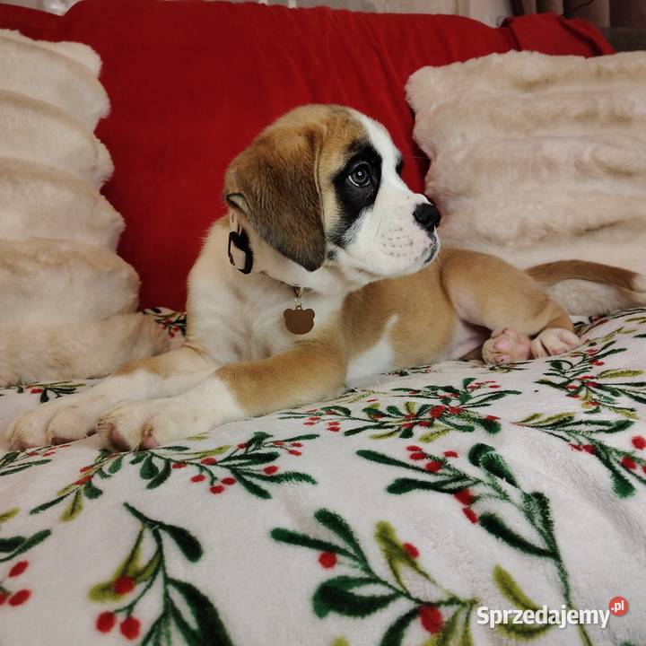 Bokser szczenięta przebadanych rodzicach Zakrzów