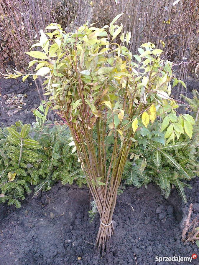 drzewa miododajne sadzonki Korkowiec amurski Rośliny Orońsko sprzedam