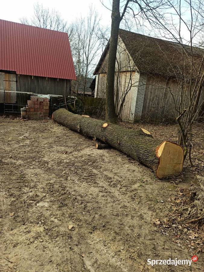 Dąb kłoda lubelskie Zamość sprzedam