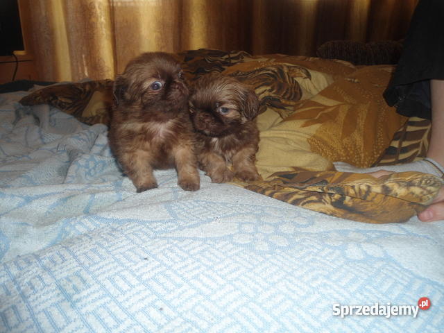 Pekińczyk Pekinczyki Miniaturki Rzeszów