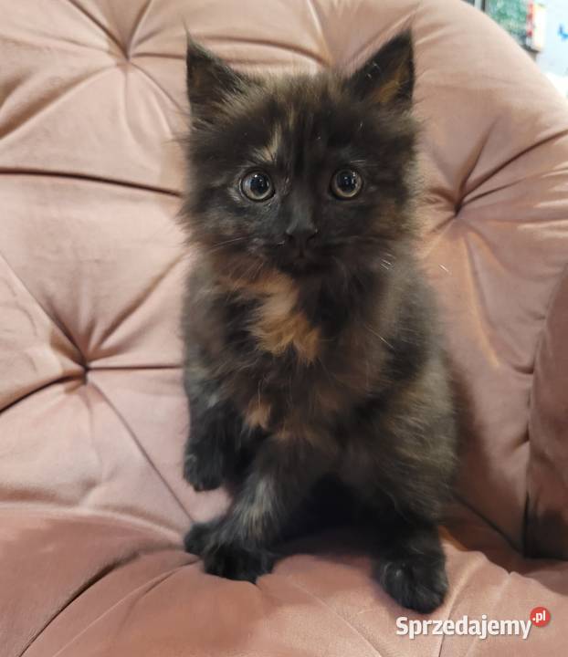 Maine Coon świętokrzyskie Drygulec