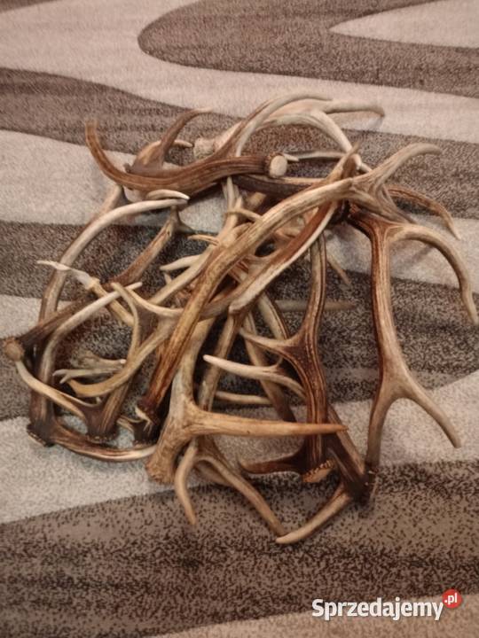 Sprzedam poroże różnego rodzaju Pozostałe podlaskie Grajewo
