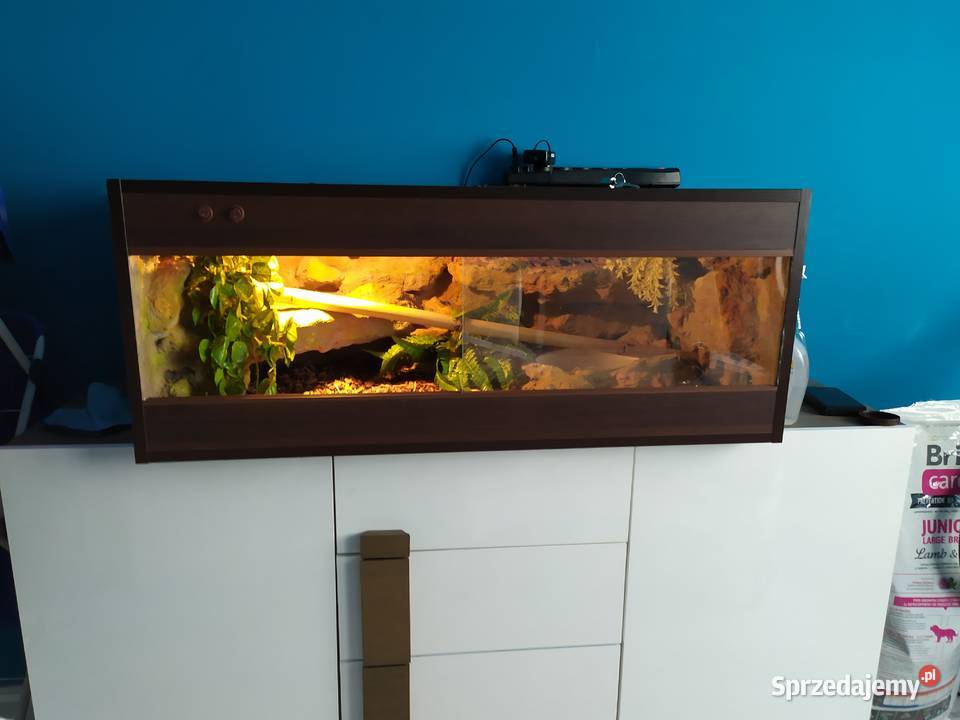 Pyton królewski z terrarium Rybnik