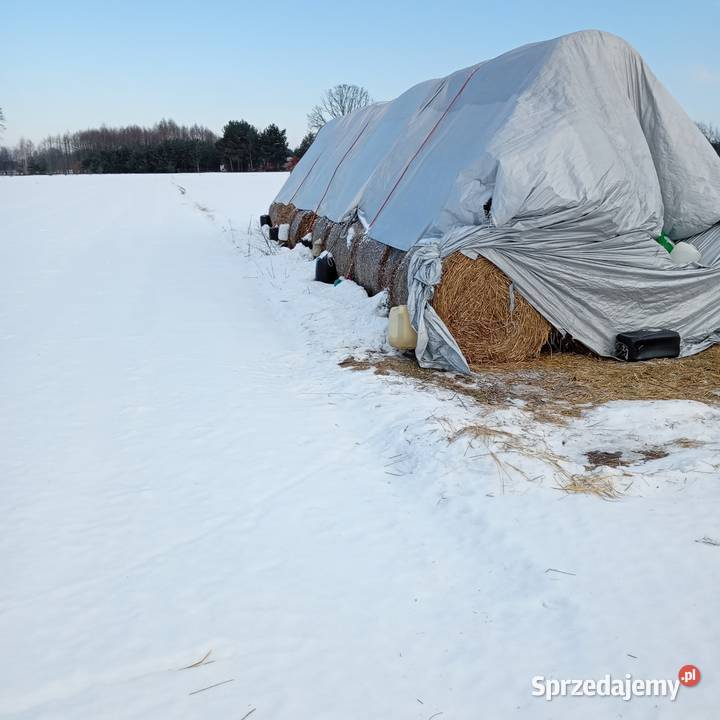 Słoma mazowieckie Nuna