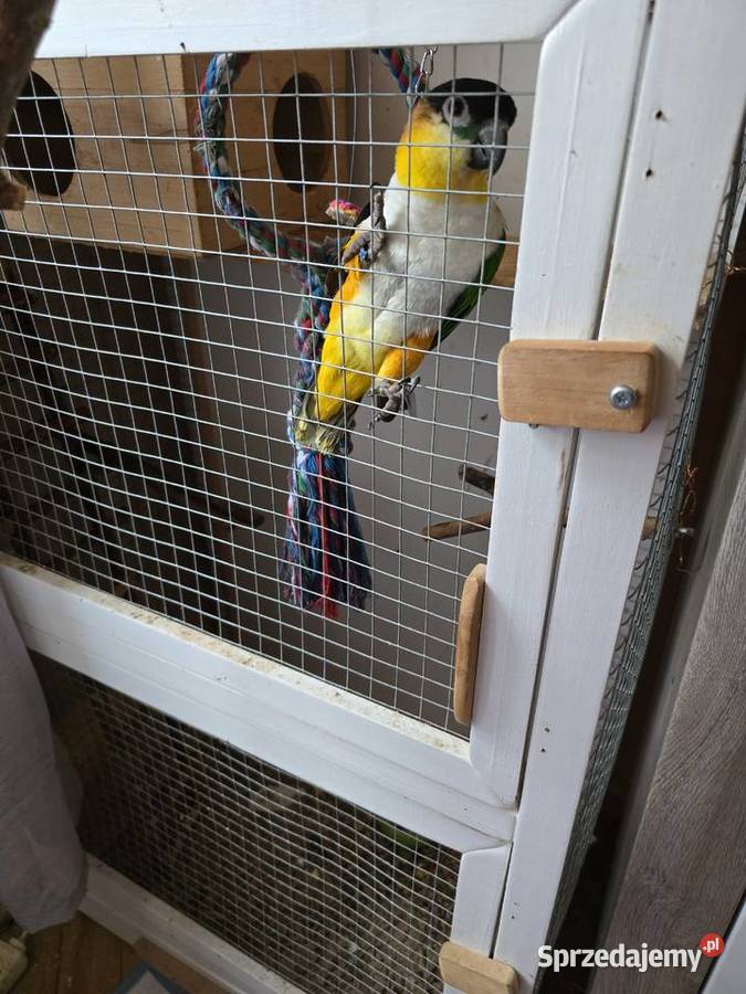 Barwinka czarnogłowa z wolierą okazja Warszawa