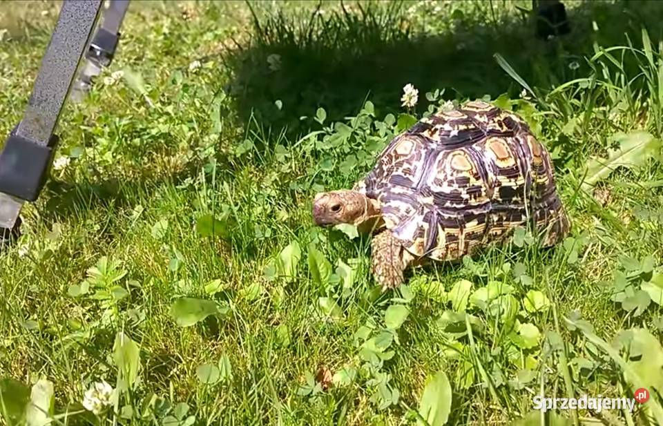 Żółw lamparci Wrocław sprzedam