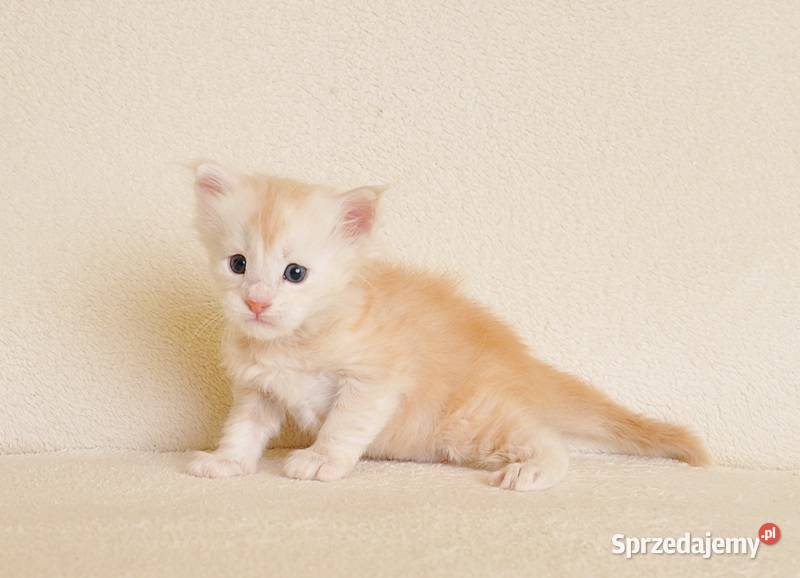 Przepiękny biszkoptowy kocurek z Rodowodem Białystok