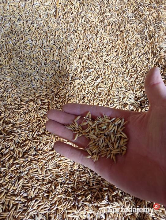 Owies Bingo na siew pasze palenie w piecu Biała Podlaska