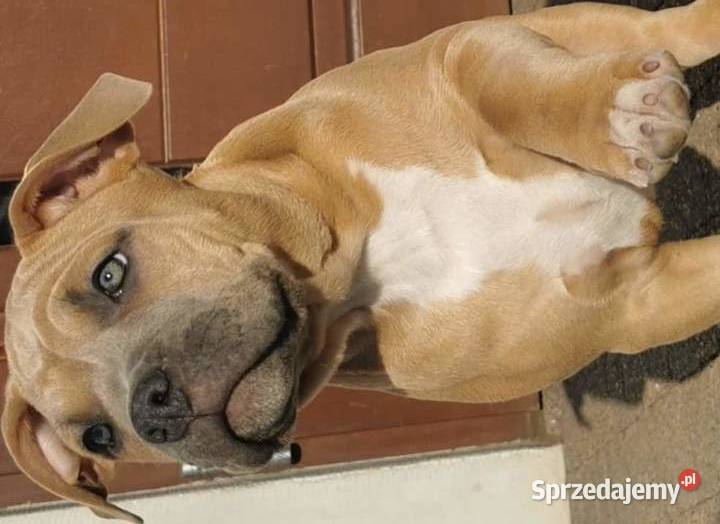 Tricolor amstaff reproduktor Dęblin