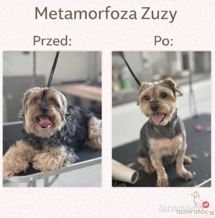 Strzyżenie psów Łódź i szybkie terminy dojazd do
