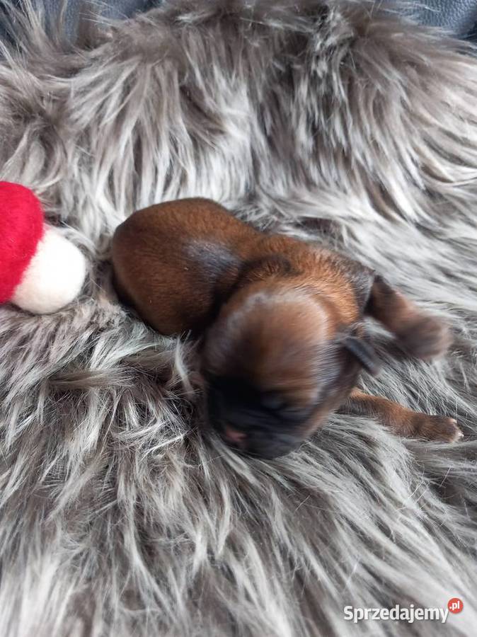 ShihTzu suczka odbiór w grudniu Strzelce Opolskie