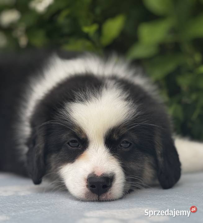 Amerykański owczarek miniaturowy MAS Mini Aussie Lubaczów