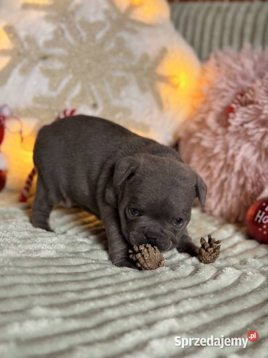 Buldog francuski do rezerwacji