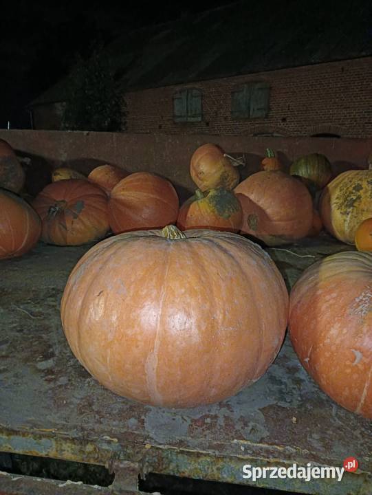 Dynia Halloweenozdobne na zupę czy przetwory Halloween pomorskie
