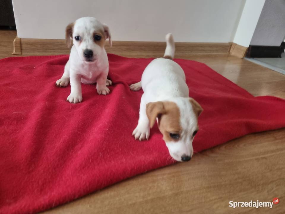 ŚLICZNE SUNIE Jack Russell Terrier Stary Broniszew