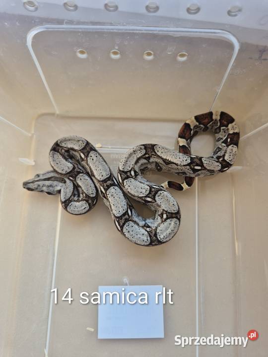 Boa cesarskie RLT Lgota sprzedam