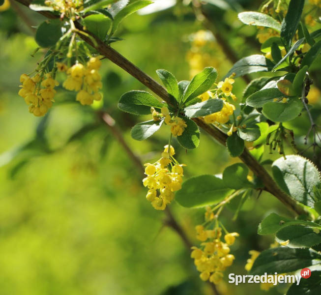 BERBERYS POSPOLITY Berberis vulgaris NASIONA 600 Lubanie sprzedam