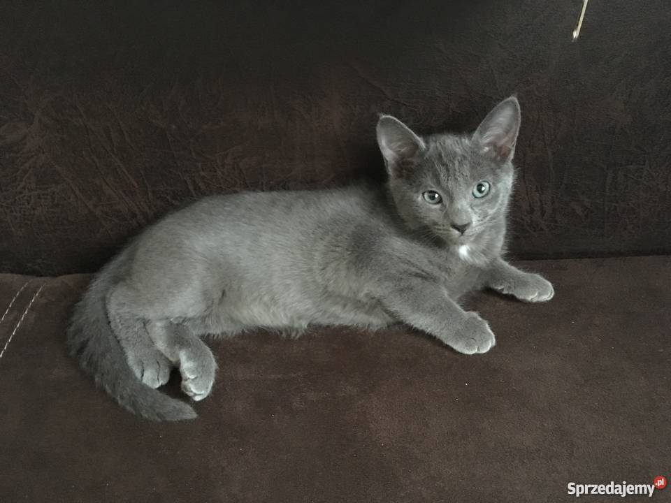 Kot rosyjski błękitny Łódź