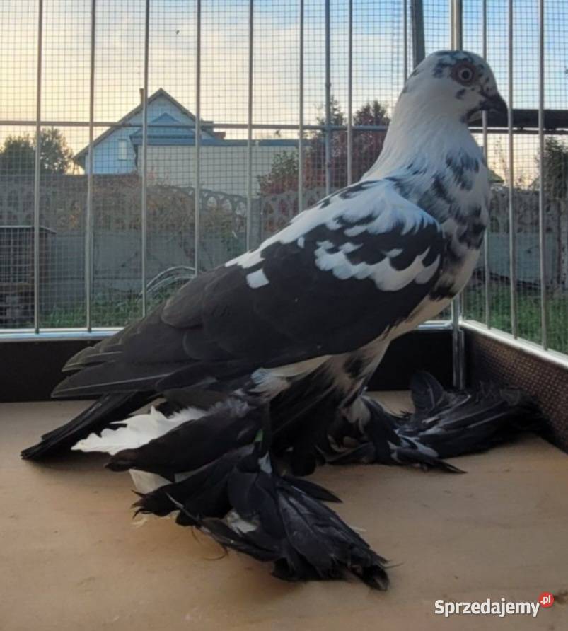 Widym polski gołąb Ptaki Skierniewice