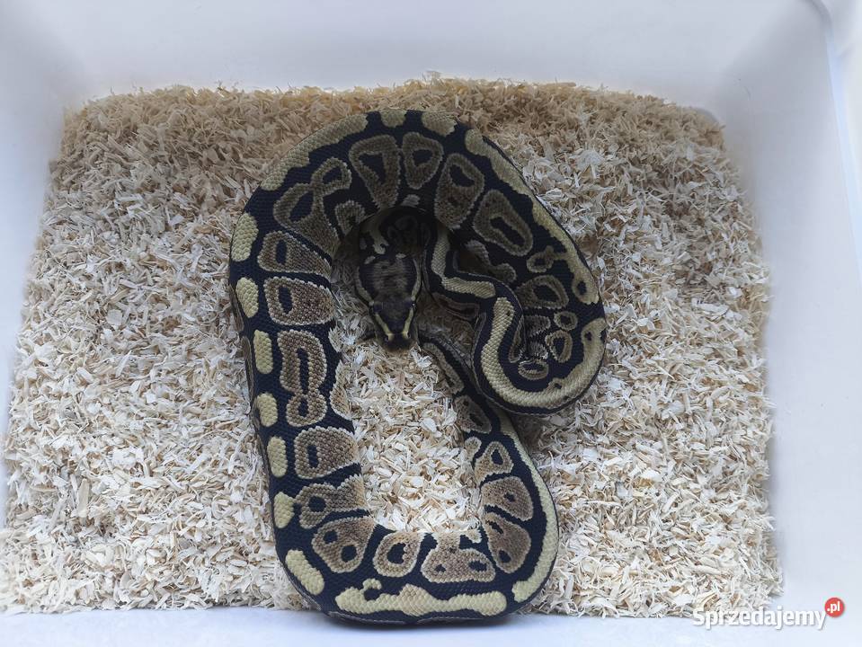 Wąż pyton królewski 223 Boruja Kościelna