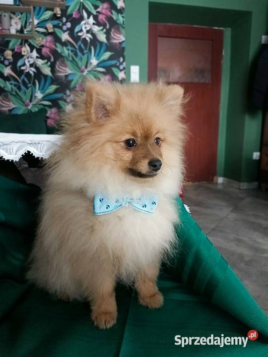 Piękny Mały Szpic Niemiecki doskonała budowa Krapkowice