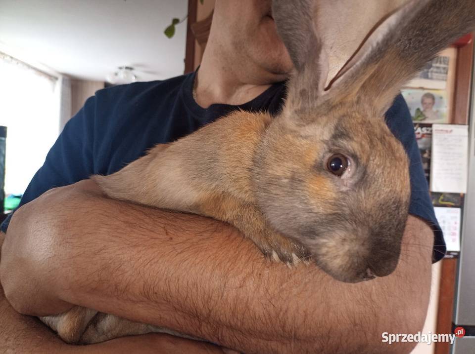 Samica srokacz niemiecki