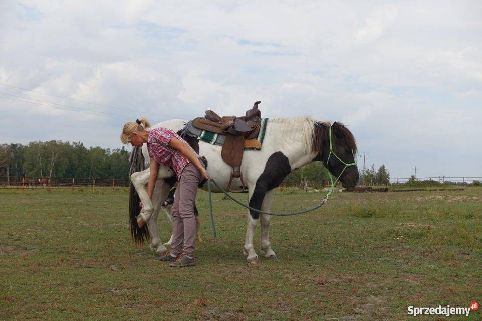 srokaty hucuł Młodzianów