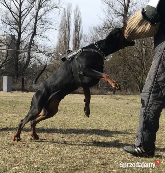 Doberman hodowla Krosno